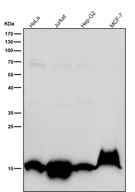 1 - Anti-Histone H3 (acetyl K36) Rabbit Monoclonal Antibody ABO16719