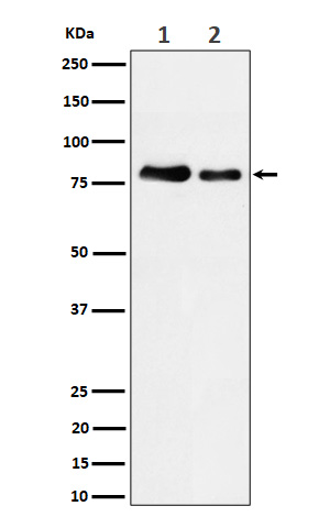 1 - Anti-PKC Rabbit Monoclonal Antibody ABO16720