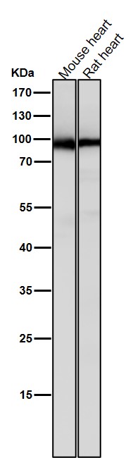 1 - Anti-PKC Rabbit Monoclonal Antibody ABO16720