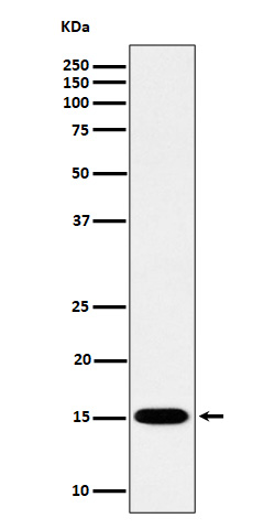 1 - Anti-Histone H3 (mono methyl K79) Rabbit Monoclonal Antibody ABO16721