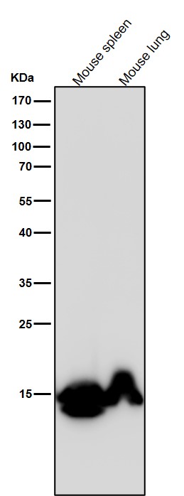 1 - Anti-Histone H3 (mono methyl K79) Rabbit Monoclonal Antibody ABO16721