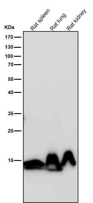 1 - Anti-Histone H3 (mono methyl K79) Rabbit Monoclonal Antibody ABO16721