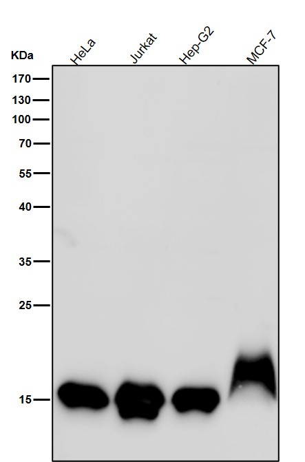 1 - Anti-Histone H3 (mono methyl K79) Rabbit Monoclonal Antibody ABO16721