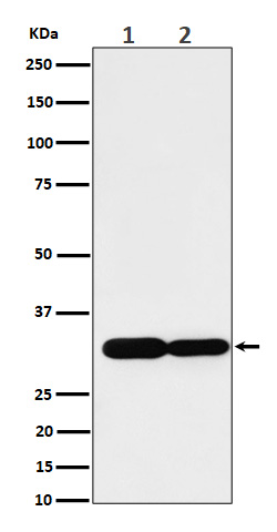1 - Anti-Caspase-6 Rabbit Monoclonal Antibody ABO16722