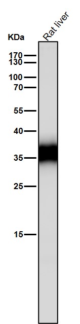 1 - Anti-Caspase-6 Rabbit Monoclonal Antibody ABO16722