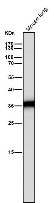 1 - Anti-Caspase-6 Rabbit Monoclonal Antibody ABO16722