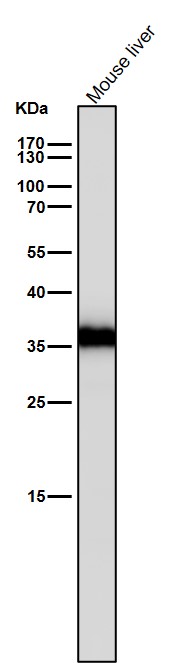 1 - Anti-Caspase-6 Rabbit Monoclonal Antibody ABO16722