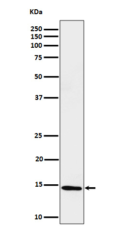1 - Anti-Histone H2B (formyl K116) Rabbit Monoclonal Antibody ABO16723
