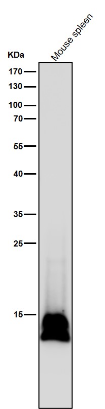 1 - Anti-Histone H2B (formyl K116) Rabbit Monoclonal Antibody ABO16723