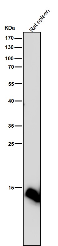 1 - Anti-Histone H2B (formyl K116) Rabbit Monoclonal Antibody ABO16723