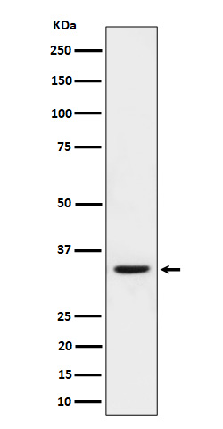 1 - Anti-Phospho-CDK2(T160)+CDK1(T161) Rabbit Monoclonal Antibody ABO16724