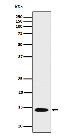 1 - Anti-Histone H2B (acetyl K16) Rabbit Monoclonal Antibody ABO16725