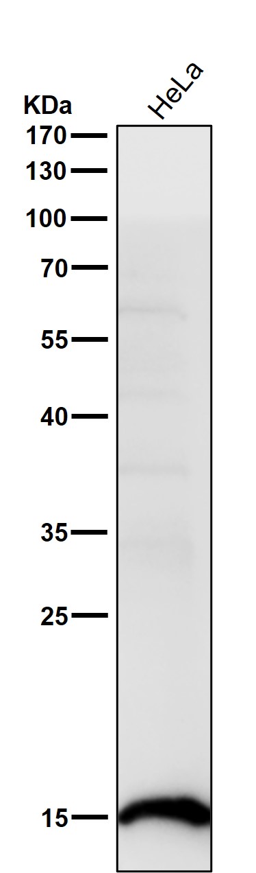 1 - Anti-Histone H2B (acetyl K16) Rabbit Monoclonal Antibody ABO16725