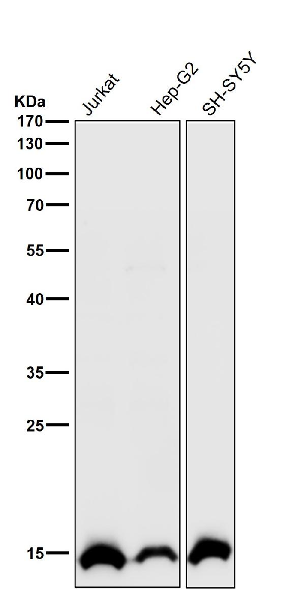 1 - Anti-Histone H2B (acetyl K16) Rabbit Monoclonal Antibody ABO16725