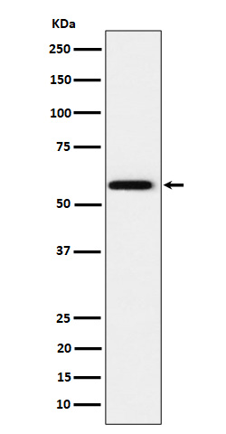1 - Anti-PPAR gamma Rabbit Monoclonal Antibody ABO16726