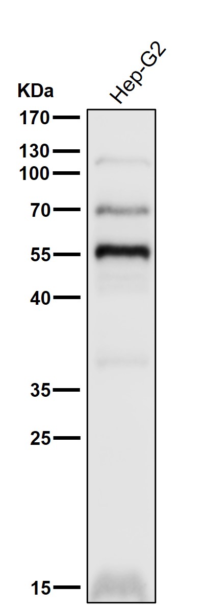 1 - Anti-PPAR gamma Rabbit Monoclonal Antibody ABO16726