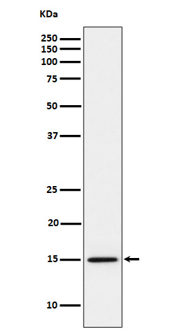 1 - Anti-Histone H3 (mono methyl K14) Rabbit Monoclonal Antibody ABO16727