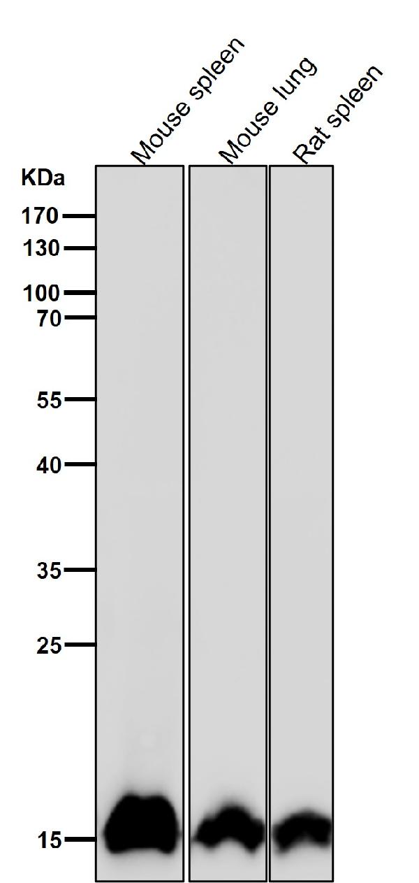 1 - Anti-Histone H3 (mono methyl K14) Rabbit Monoclonal Antibody ABO16727
