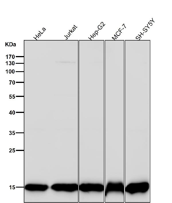 1 - Anti-Histone H3 (mono methyl K14) Rabbit Monoclonal Antibody ABO16727