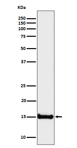 1 - Anti-Histone H3 (di methyl K4) Rabbit Monoclonal Antibody ABO16728