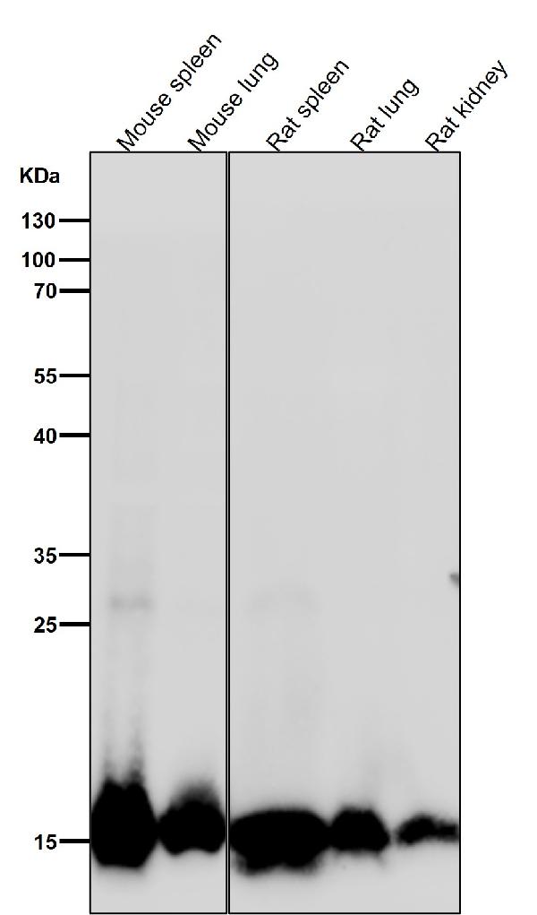 1 - Anti-Histone H3 (di methyl K4) Rabbit Monoclonal Antibody ABO16728