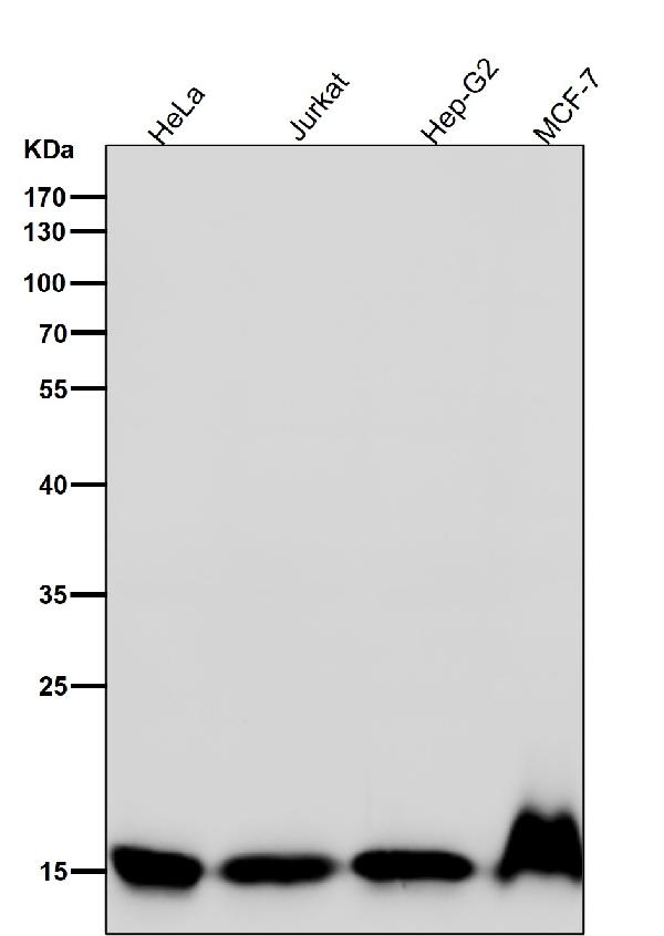 1 - Anti-Histone H3 (di methyl K4) Rabbit Monoclonal Antibody ABO16728
