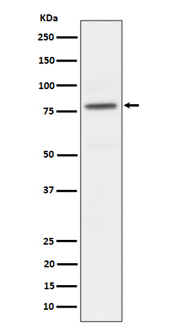 1 - Anti-Phospho-PKC alpha (T497) Rabbit Monoclonal Antibody ABO16729