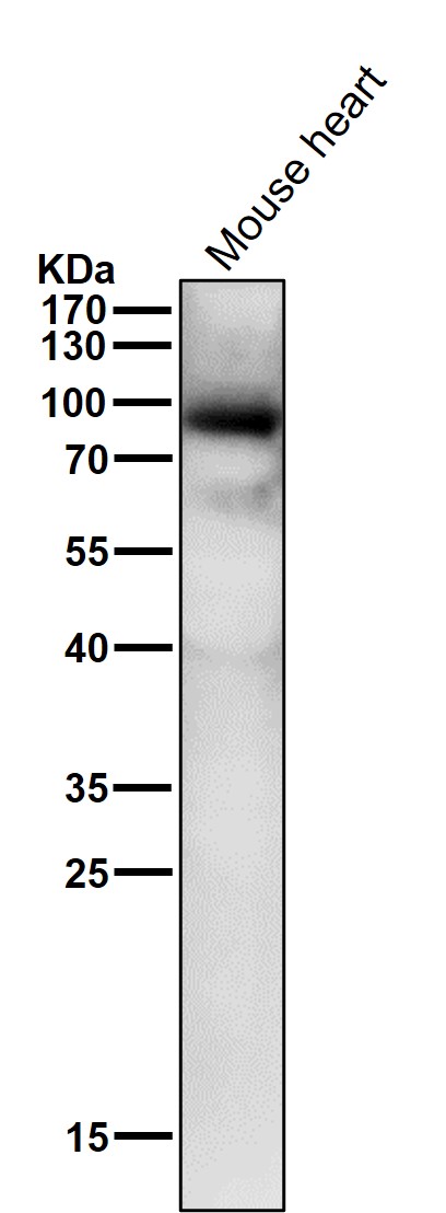 1 - Anti-Phospho-PKC alpha (T497) Rabbit Monoclonal Antibody ABO16729