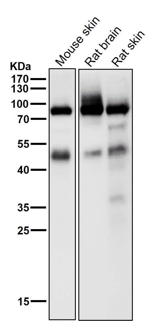 1 - Anti-Phospho-PKC alpha (T497) Rabbit Monoclonal Antibody ABO16729