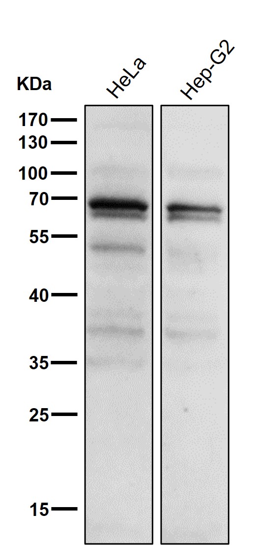 1 - Anti-Phospho-PKC alpha (T497) Rabbit Monoclonal Antibody ABO16729