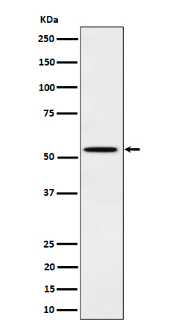 1 - Anti-Phospho-Src (Y529) Rabbit Monoclonal Antibody ABO16730