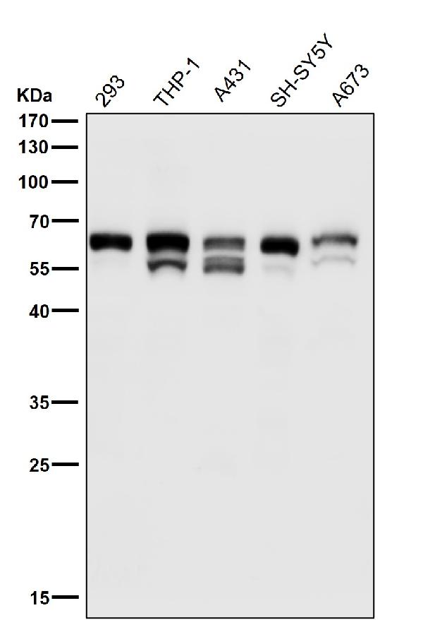 1 - Anti-Phospho-Src (Y529) Rabbit Monoclonal Antibody ABO16730