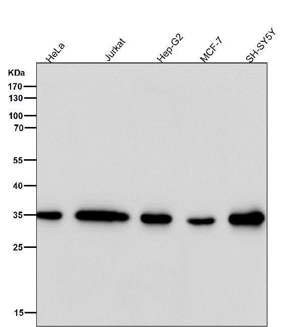 1 - Anti-FRG1 Rabbit Monoclonal Antibody ABO16736