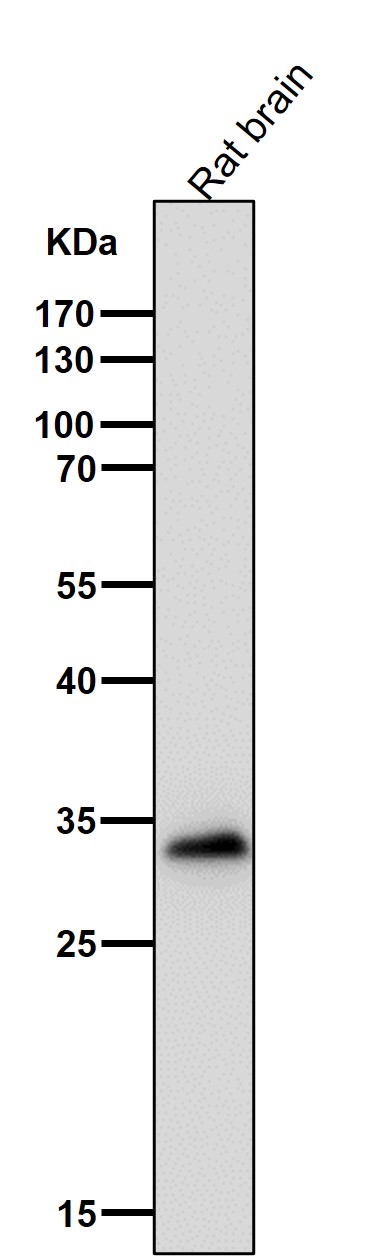 1 - Anti-FRG1 Rabbit Monoclonal Antibody ABO16736
