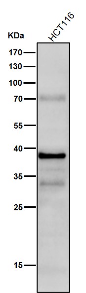1 - Anti-Phospho-CrkL (Y207) Rabbit Monoclonal Antibody ABO16737