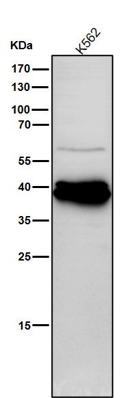 1 - Anti-Phospho-CrkL (Y207) Rabbit Monoclonal Antibody ABO16737