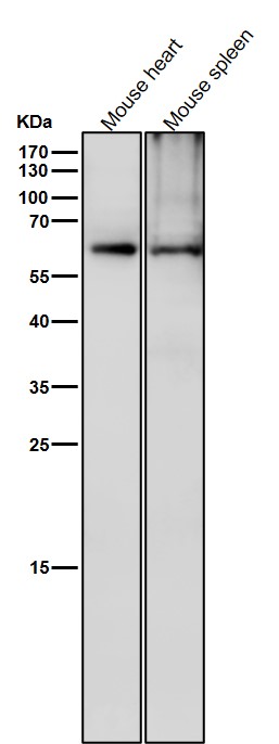 1 - Anti-Phospho-CRMP2 (T514) Rabbit Monoclonal Antibody ABO16739
