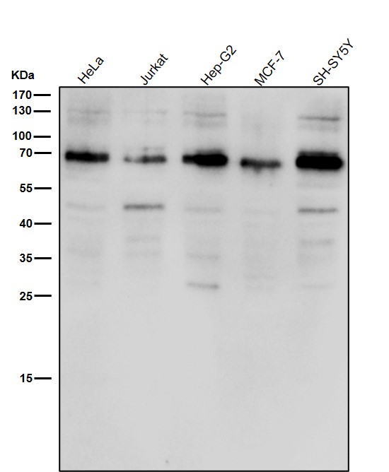 1 - Anti-ACBD3 Rabbit Monoclonal Antibody ABO16741