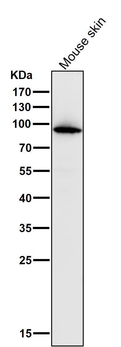 1 - Anti-Myeloperoxidase Rabbit Monoclonal Antibody ABO16742