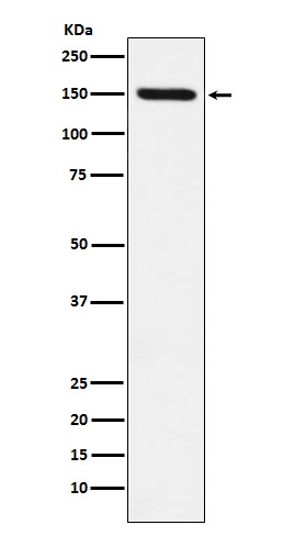 1 - Anti-CD163 Rabbit Monoclonal Antibody ABO16744