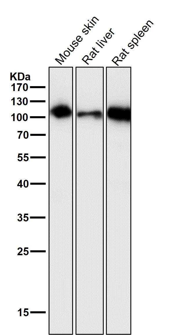 1 - Anti-ICAM1 / CD54 Rabbit Monoclonal Antibody ABO16745