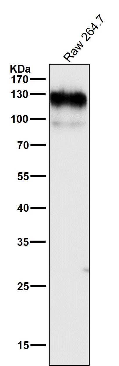 1 - Anti-ICAM1 / CD54 Rabbit Monoclonal Antibody ABO16745