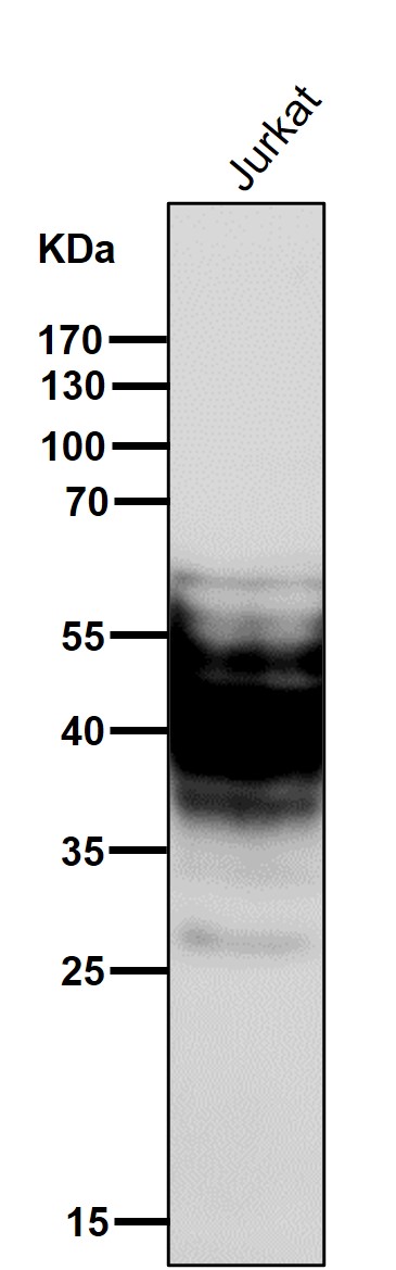 1 - Anti-SYPL1 Rabbit Monoclonal Antibody ABO16746