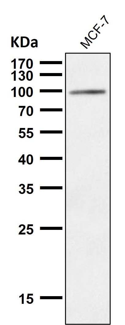 1 - Anti-USP5 Rabbit Monoclonal Antibody ABO16747