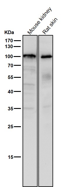 1 - Anti-USP5 Rabbit Monoclonal Antibody ABO16747
