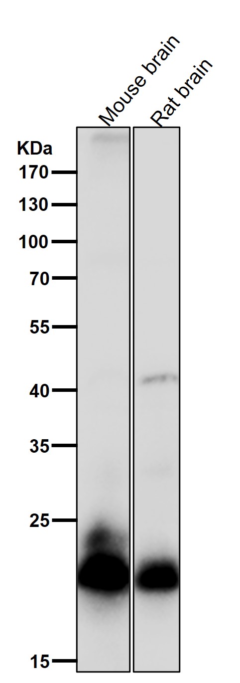 1 - Anti-RAC3 Rabbit Monoclonal Antibody ABO16748