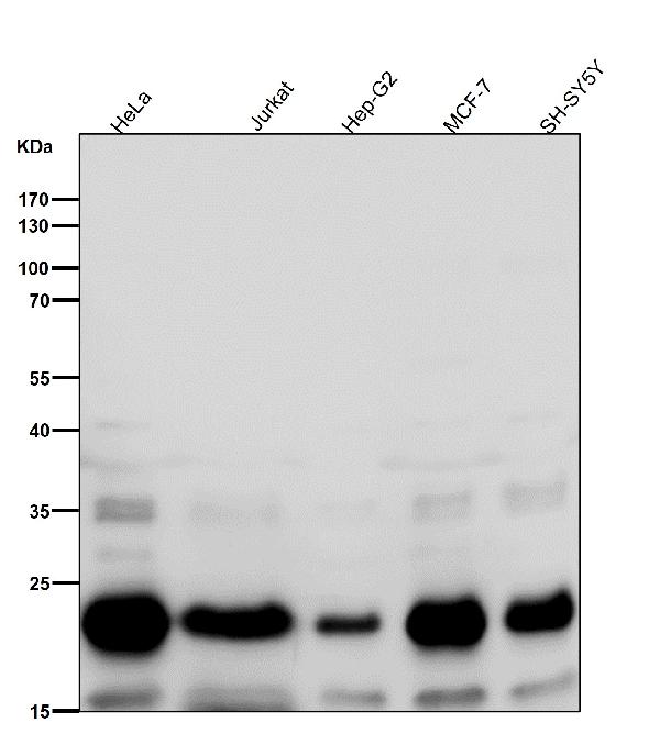 1 - Anti-RAC3 Rabbit Monoclonal Antibody ABO16748