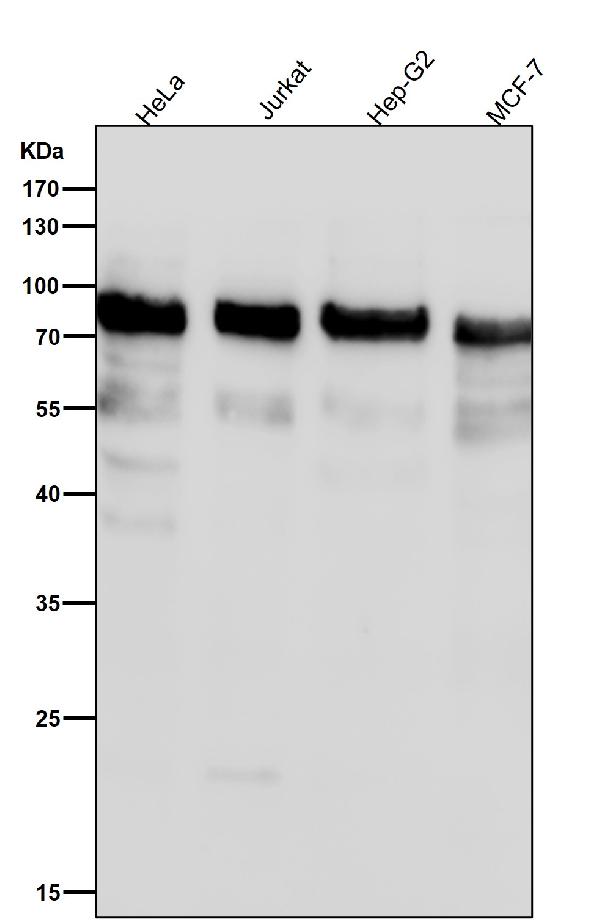 1 - Anti-Phospho-UBF1 (S484) Rabbit Monoclonal Antibody ABO16750
