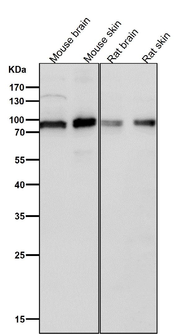 1 - Anti-Phospho-UBF1 (S484) Rabbit Monoclonal Antibody ABO16750