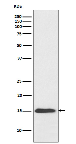 1 - Anti-Histone H3 (acetyl K9) Rabbit Monoclonal Antibody ABO16752